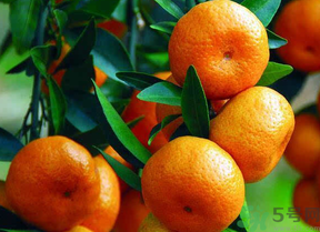 桔子怎么保存？青桔子怎么保存？