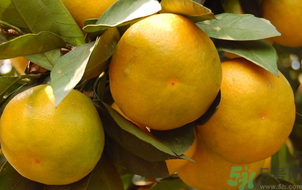 桔子怎么保存？青桔子怎么保存？