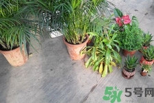 怎樣凈化室內(nèi)空氣？如何凈化家里的空氣？