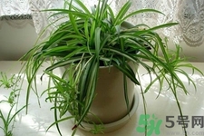 怎樣凈化室內(nèi)空氣？如何凈化家里的空氣？