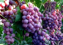 葡萄酒怎么做？葡萄酒什么時候喝最好？