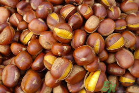 孕婦吃生板栗好還是熟的好？孕婦可以吃熟板栗嗎？