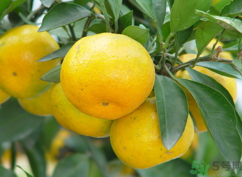 吃桔子有什么好處和壞處？桔子吃了有什么好處？