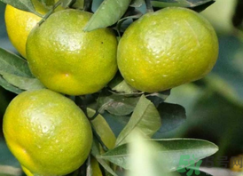 孕婦吃桔子好嗎？孕婦吃桔子有什么好處？