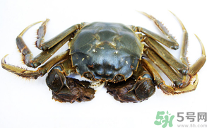 河蟹可以冷凍嗎？活河蟹可以冷凍保存嗎？