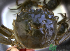 河蟹可以冷凍嗎？活河蟹可以冷凍保存嗎？