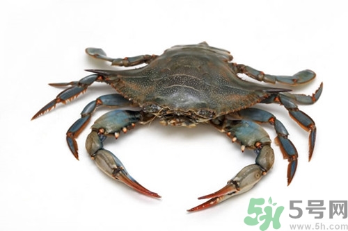剛死的青蟹能吃嗎?活青蟹怎么保存不容易死 剛死的青蟹能吃嗎?活青蟹怎么保存不容易死