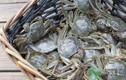 剛死的青蟹能吃嗎?活青蟹怎么保存不容易死 剛死的青蟹能吃嗎?活青蟹怎么保存不容易死