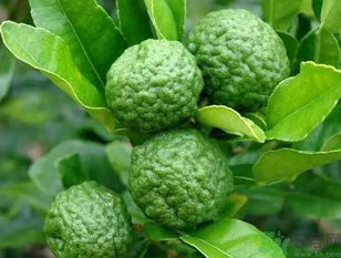 泰國(guó)檸檬怎么吃？泰國(guó)檸檬的功效作用