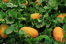 便秘可以吃哈密瓜嗎？哈密瓜可以治療便秘嗎？