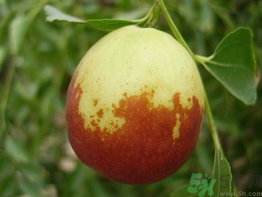 新鮮棗子怎么保存？新鮮棗子能放冰箱嗎？