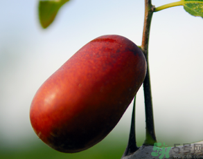 新鮮棗子怎么保存？新鮮棗子能放冰箱嗎？