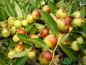 新鮮棗子怎么保存？新鮮棗子能放冰箱嗎？