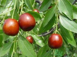 吃新鮮棗子上火嗎？鮮棗吃多了會(huì)上火嗎？