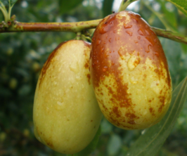 吃鮮棗補(bǔ)血嗎？吃什么棗補(bǔ)血最好？