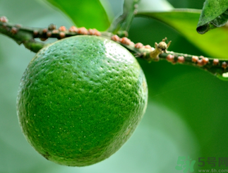 青桔子糖分高嗎？青桔子的熱量