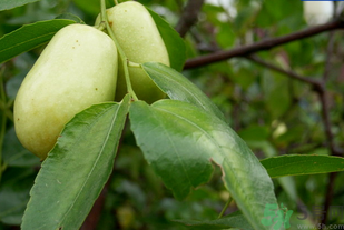 青棗子怎么保存？青棗子怎么保存時(shí)間長(zhǎng)？