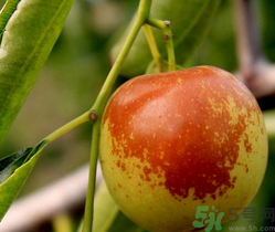 晚上吃冬棗會(huì)胖嗎？晚上吃冬棗好嗎？