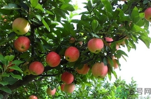紅肉蘋(píng)果多少錢(qián)一斤？紅肉蘋(píng)果的功效作用