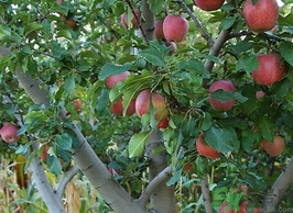 紅肉蘋(píng)果多少錢(qián)一斤？紅肉蘋(píng)果的功效作用