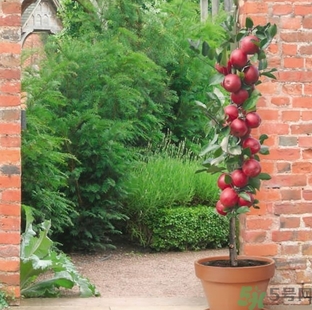 紅肉蘋(píng)果多少錢(qián)一斤？紅肉蘋(píng)果的功效作用