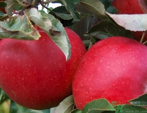 紅肉蘋果多少錢一斤？紅肉蘋果的功效作用