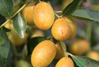 孕婦能吃青棗子嗎？青棗子孕婦能吃嗎？