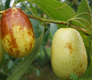 孕婦能吃青棗子嗎？青棗子孕婦能吃嗎？