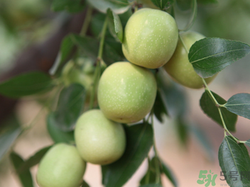 孕婦能吃青棗子嗎？青棗子孕婦能吃嗎？