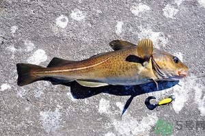 銀鱈魚和鱈魚哪個(gè)好?銀鱈魚和鱈魚的區(qū)別