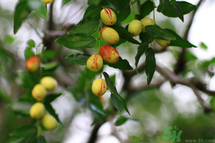 青棗子吃多了會(huì)怎么樣？青棗子吃多了有什么壞處？