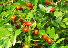 青棗子吃多了會(huì)怎么樣？青棗子吃多了有什么壞處？