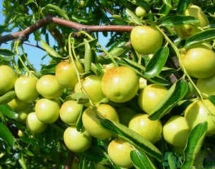 青棗子吃多了會(huì)怎么樣？青棗子吃多了有什么壞處？