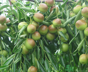 青棗子吃多了會(huì)怎么樣？青棗子吃多了有什么壞處？