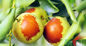 吃冬棗會上火嗎？冬棗吃多了有什么壞處？