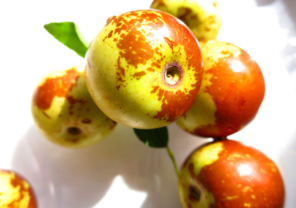 吃新鮮棗子會(huì)胖嗎？吃新鮮棗子會(huì)長(zhǎng)胖嗎？