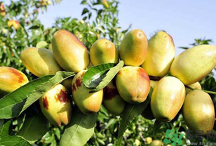 吃鮮棗會(huì)拉肚子嗎？吃新鮮棗子會(huì)拉肚子嗎？