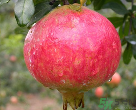 什么是軟籽石榴？軟籽石榴籽可以吃嗎？