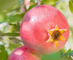 軟籽石榴多少錢一斤？軟籽石榴價(jià)格