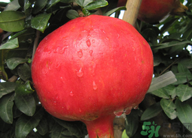 軟籽石榴是轉(zhuǎn)基因嗎？突尼斯軟籽石榴是轉(zhuǎn)基因嗎？