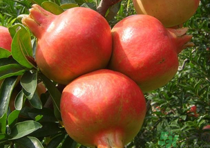 軟籽石榴是轉(zhuǎn)基因嗎？突尼斯軟籽石榴是轉(zhuǎn)基因嗎？