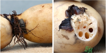 蓮藕要削皮嗎?蓮藕要不要削皮? 蓮藕要削皮嗎?蓮藕要不要削皮?