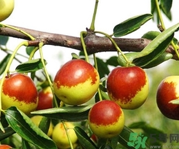 冬棗是轉(zhuǎn)基因食品嗎？冬棗是哪里的特產(chǎn)？