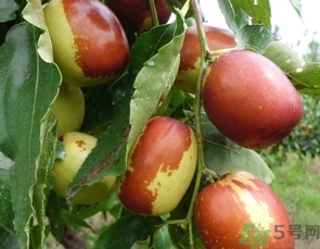 冬棗是轉(zhuǎn)基因食品嗎？冬棗是哪里的特產(chǎn)？