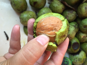 新鮮核桃上火嗎？吃新鮮核桃會上火嗎？