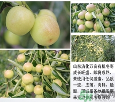 冬棗是青棗嗎？冬棗和青棗的區(qū)別