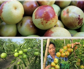 柿子和冬棗能一起吃嗎？冬棗和柿子能不能一起吃？