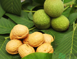 新鮮核桃能冷凍嗎？新鮮核桃能放冰箱嗎？