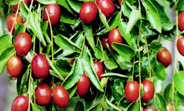 鮮棗可以冷凍保存嗎？鮮棗可以放冰箱嗎？