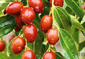 鮮棗怎么保存？鮮棗怎么保存時(shí)間長(zhǎng)？